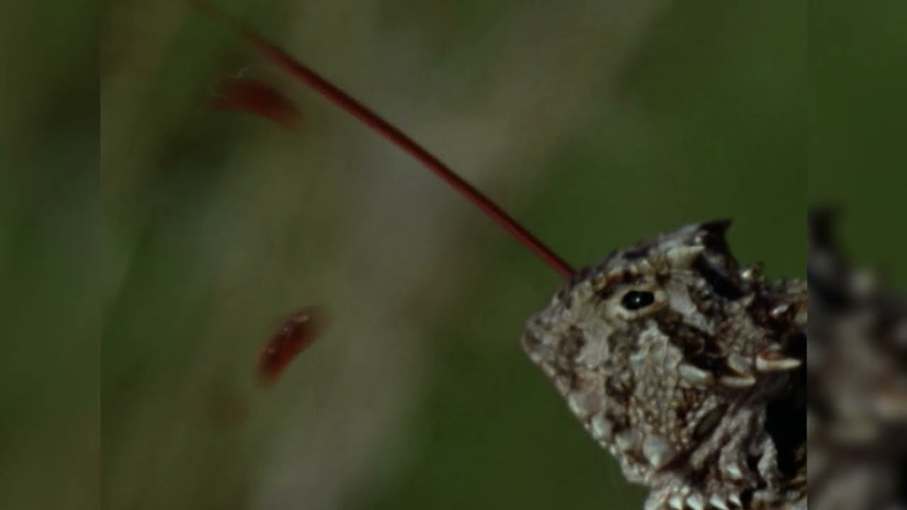 Horned lizard ejecting blood from its eyes