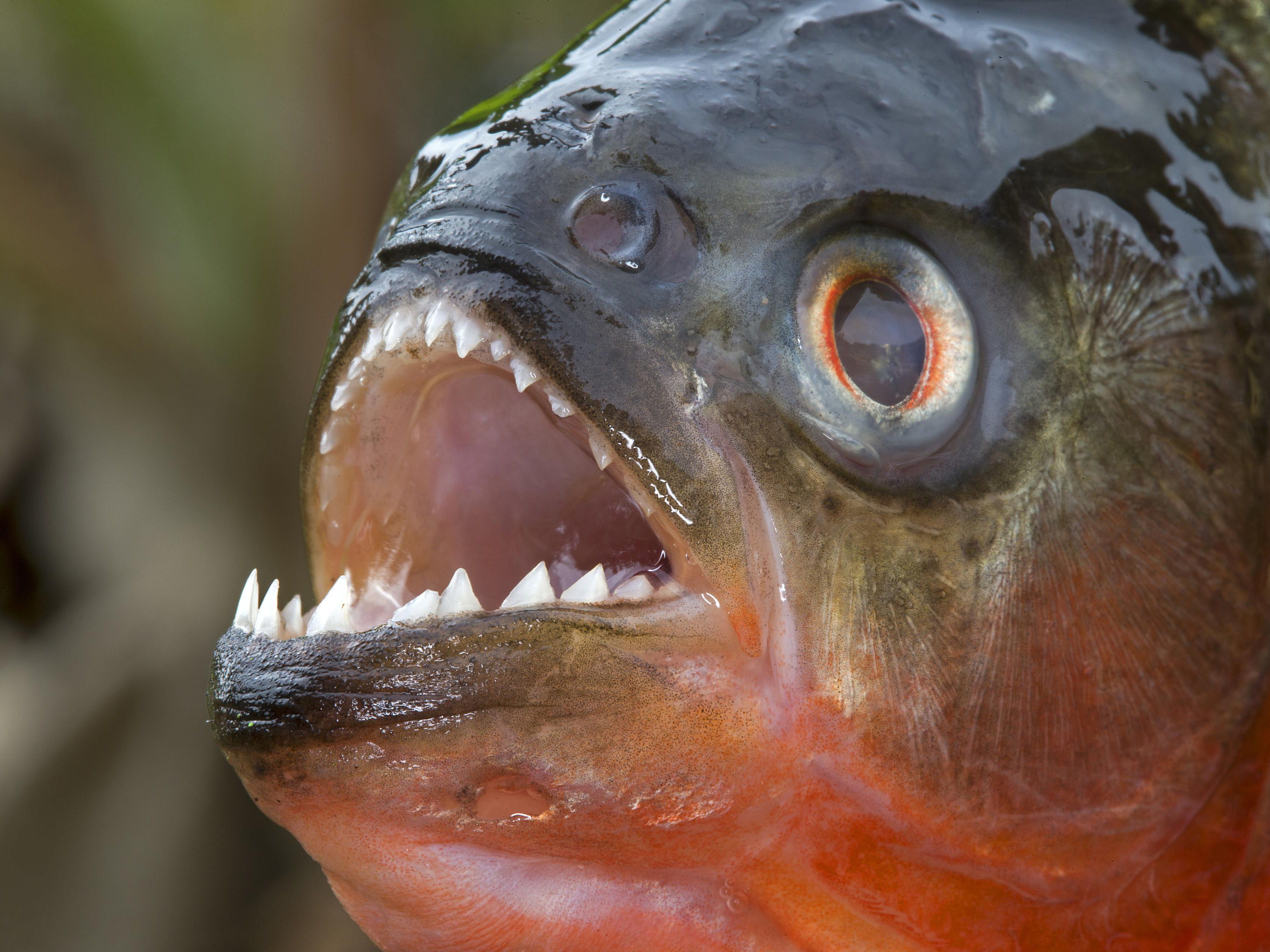 A close up shot of piranha fish with its mouth open