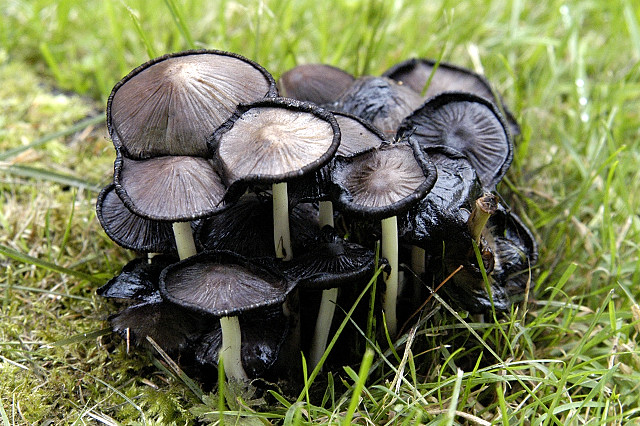 A tuft of black ink at the edges of the brown cap and white stalk inky cap mushrooms are grown on the grass
