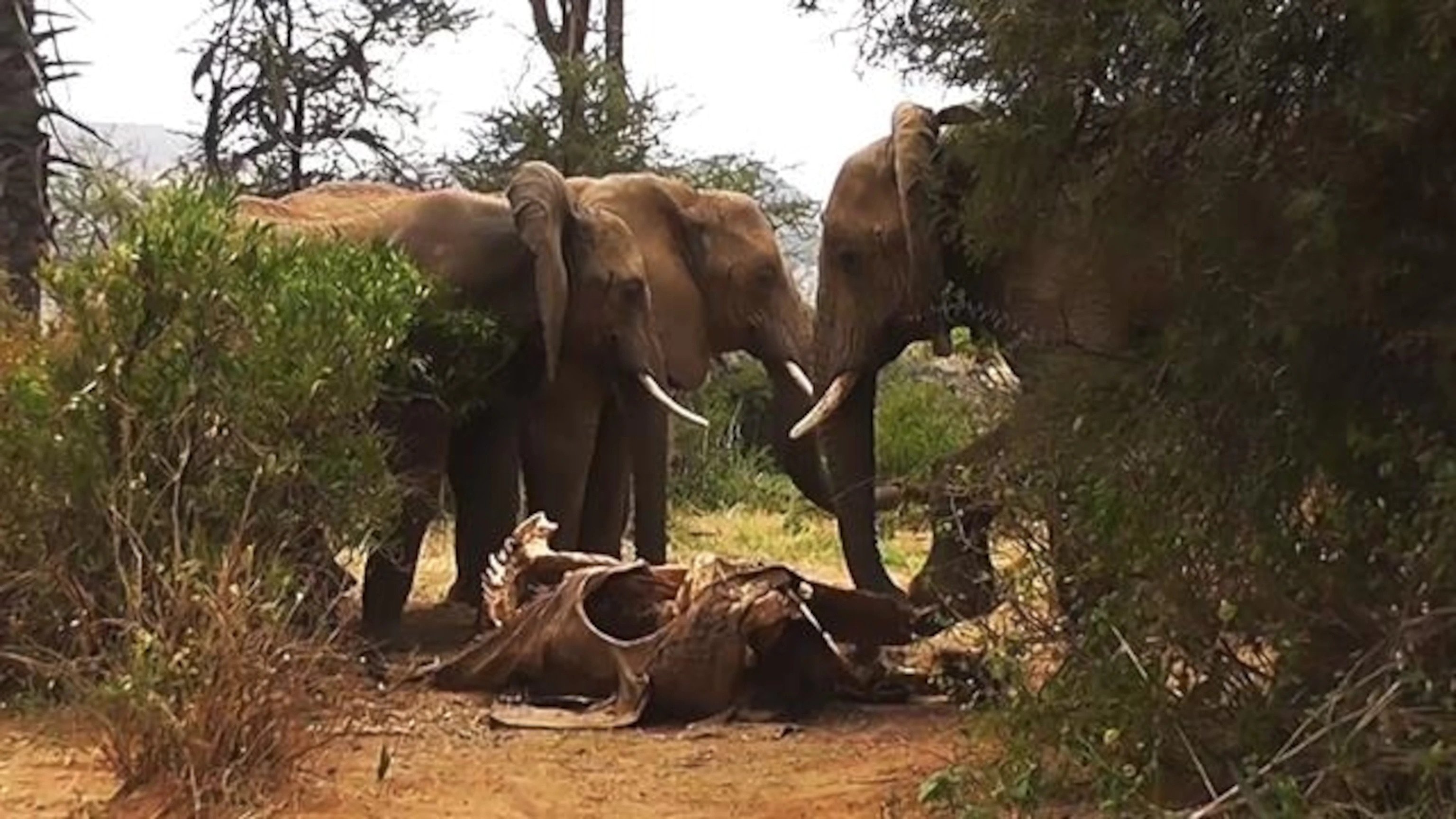 Elephants Mourn Their Dead Unlike Other Animals - Here Is Why