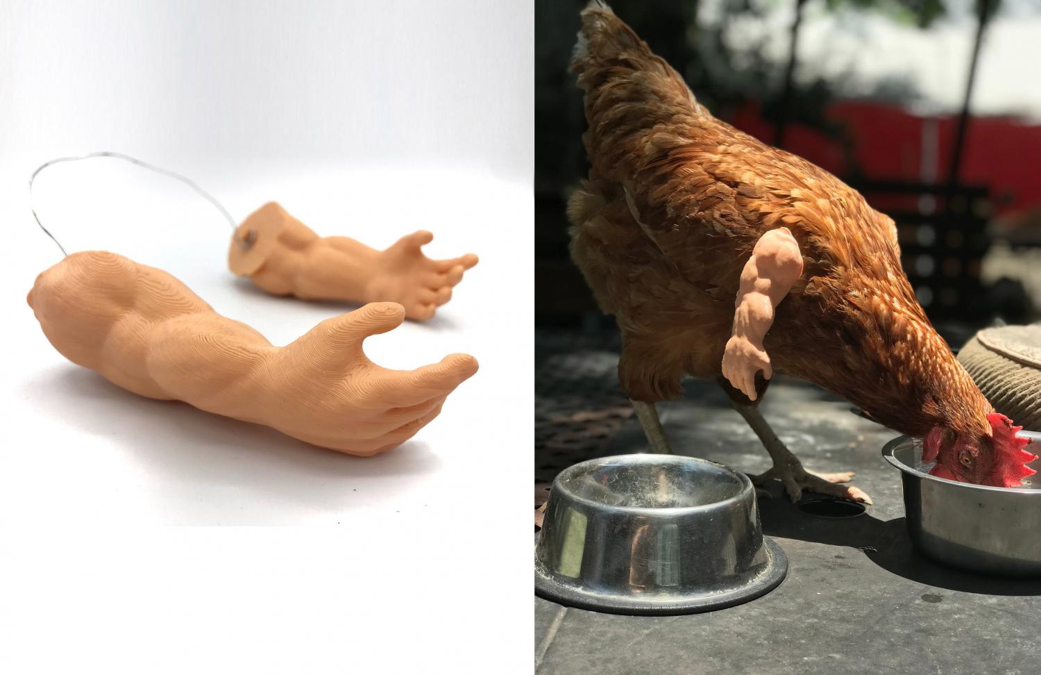 Muscular doll arms; a brown chicken wearing muscular doll arms while eating