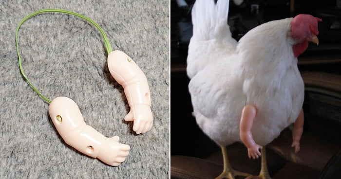 Baby doll arms on a grey surface, a white chicken wearing baby doll arms
