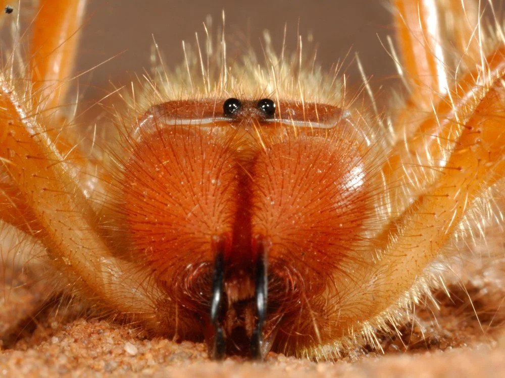 Frontal view of eyes and mouth of solifugae insect species