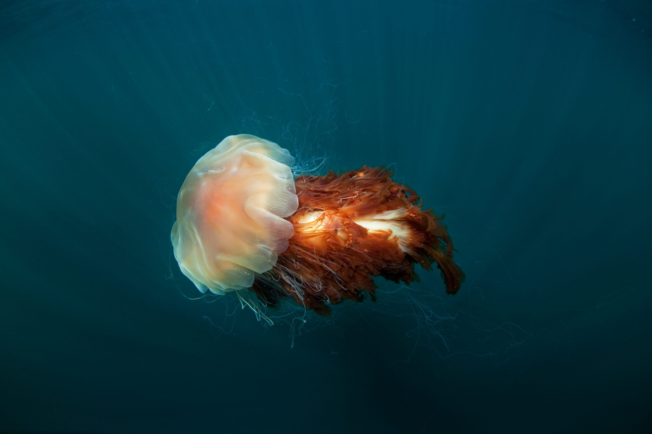 Light-yellow and orange lion's mane jellyfish
