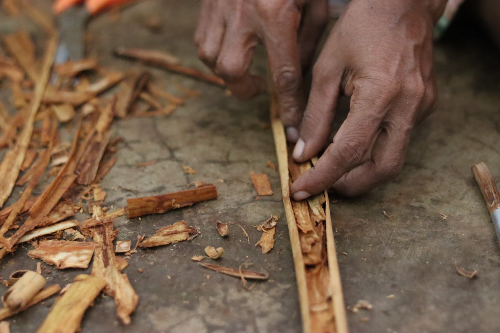 A man harvesting and rolling cinnamon