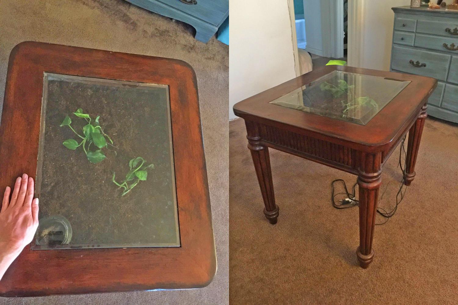 Vintage Terrarium Coffee Table filled with soil and a cutting of money plant