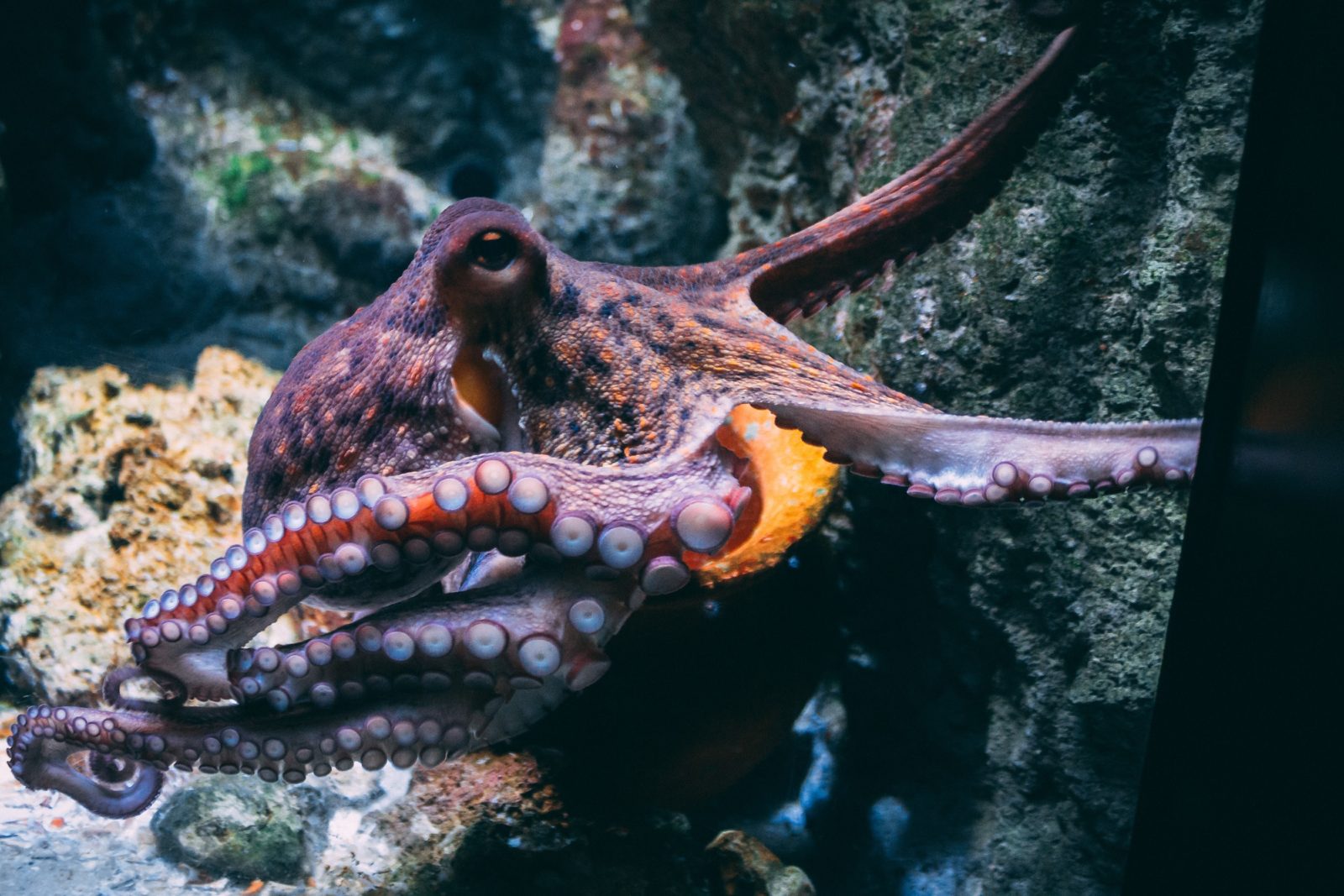 Purple-orange spotted octopus in the sea