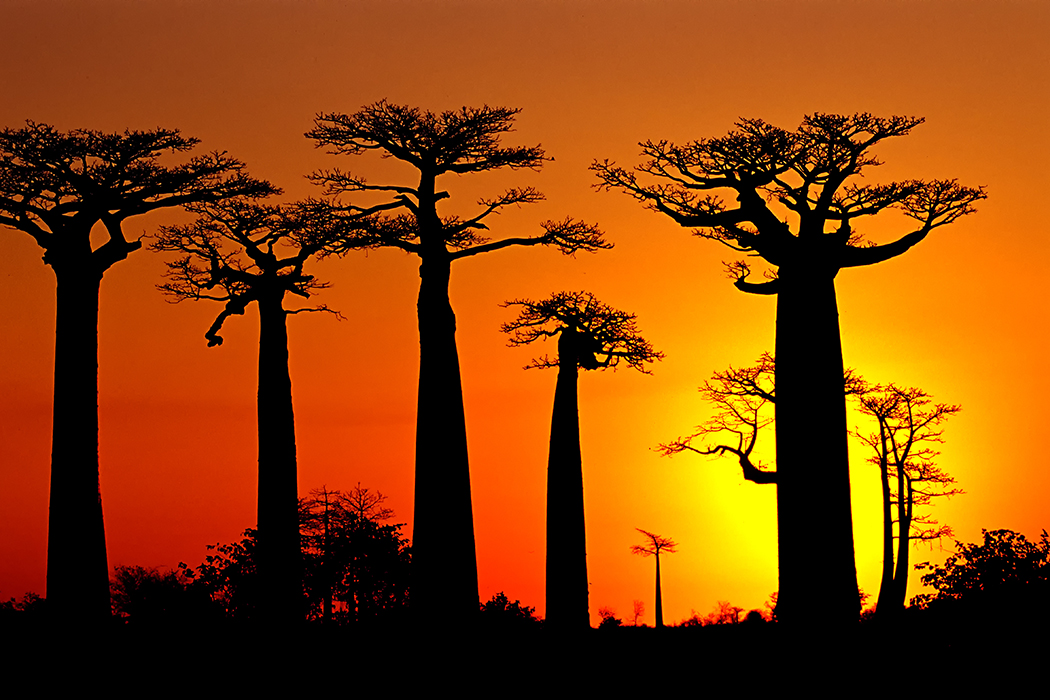 This Majestic Baobab Tree Can Hold Up to 32,000 Gallons Of Water