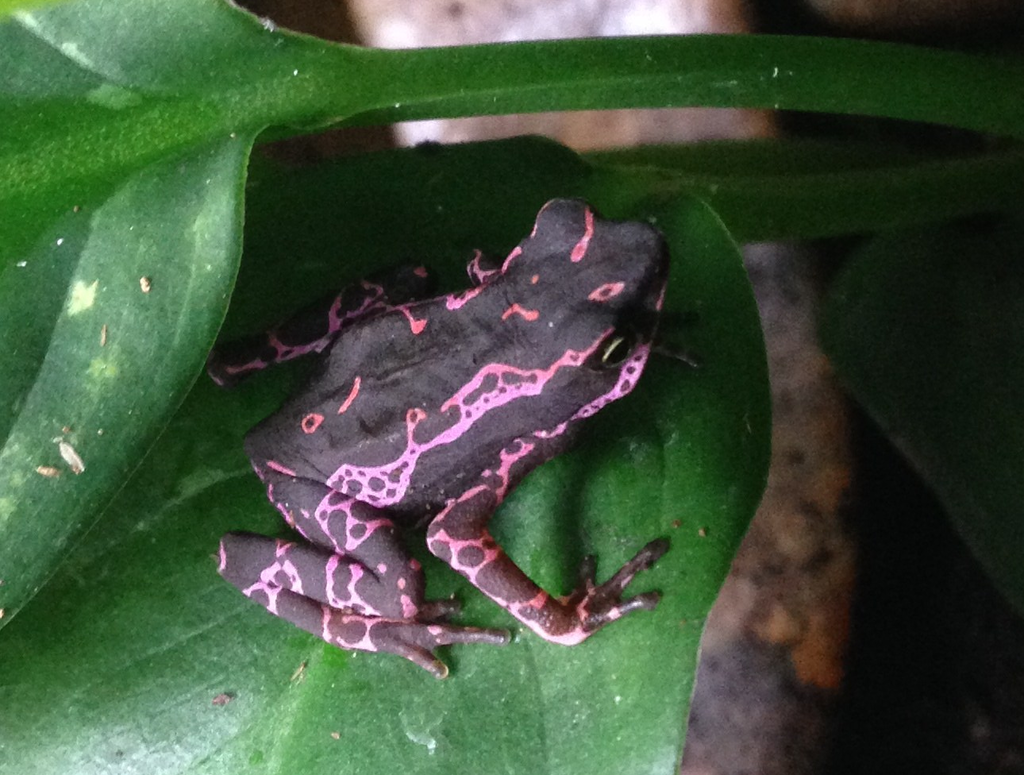 Aerial view of purple toad sitting on a leaf