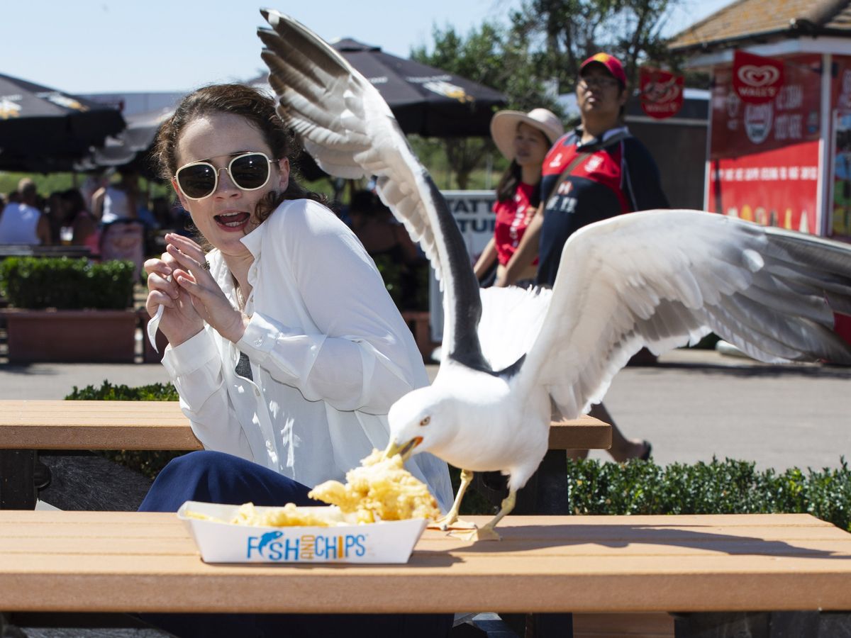 Seagulls picked a fish chips in front of a woman's food table 