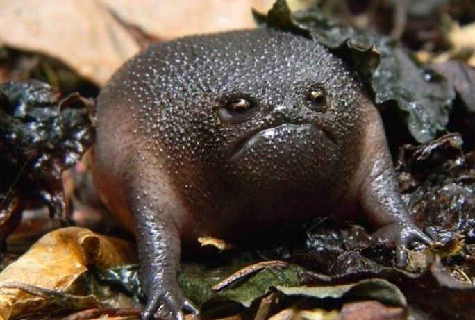 A close up shot of a black rain frog sitting on dried leaves