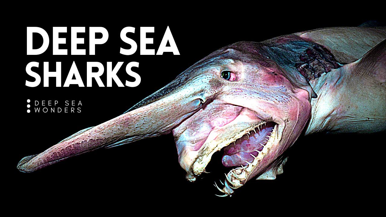 Deep Sea Sharks- The Most Bizarre Creatures Of The Sea