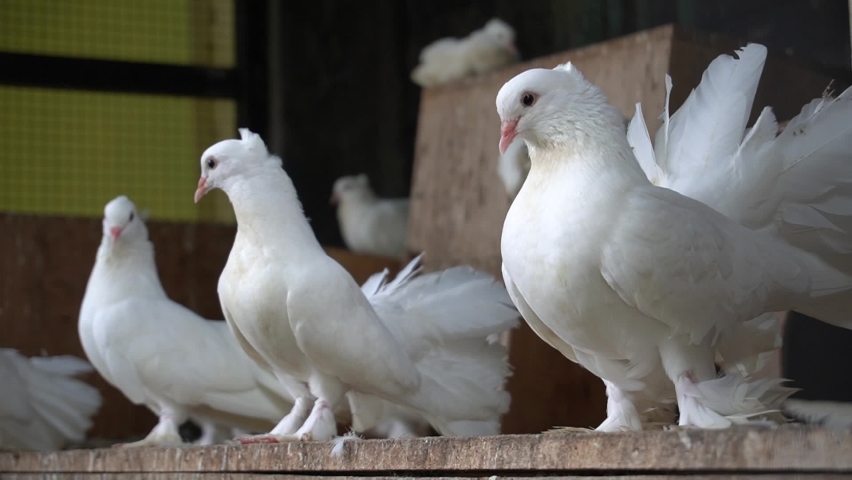 Six White Indian Fantail Pigeons are perching inside the large cage with a distinct white fan-shaped tail