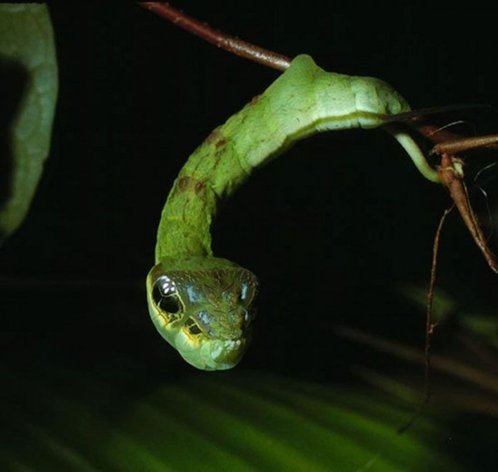 A close up shot of green snake-mimic caterpillar