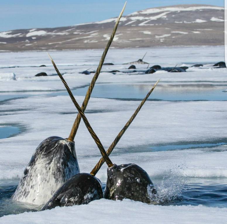 Three Rare And Elusive white and grey colored Narwhal playing with each other with their tusks in the frozen sea