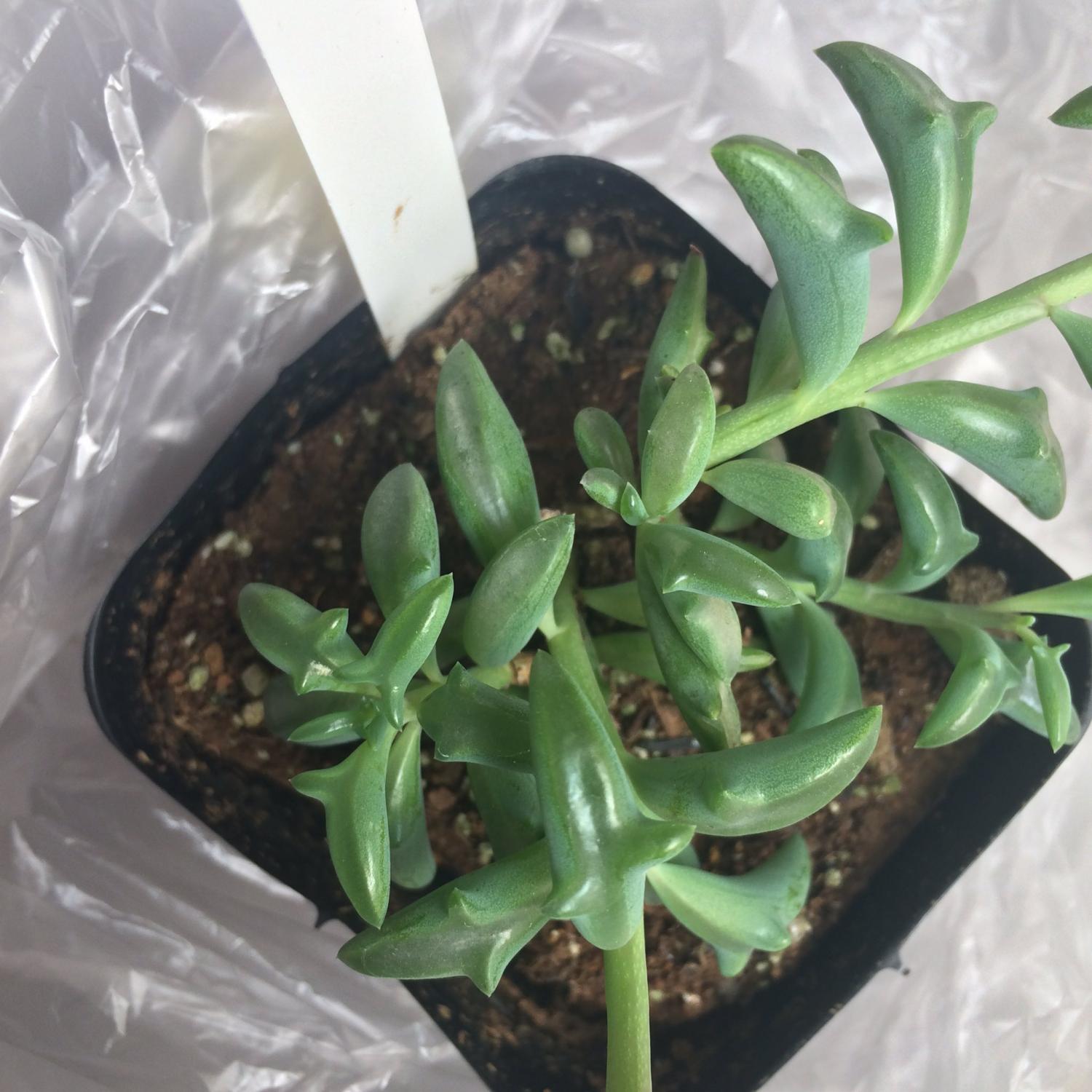 Green Dolphin-Shaped Succulent Plant