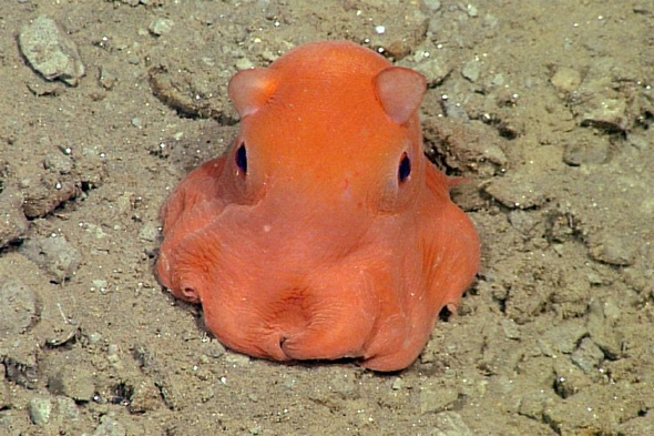 Dumbo Octopus - The Deepest Living Octopus Known Found In Hadal Depths