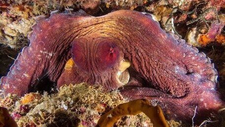 A close up shot of day octopus in sea