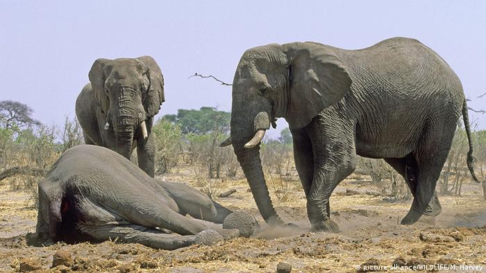 Two elephants mourning on a dead elephant