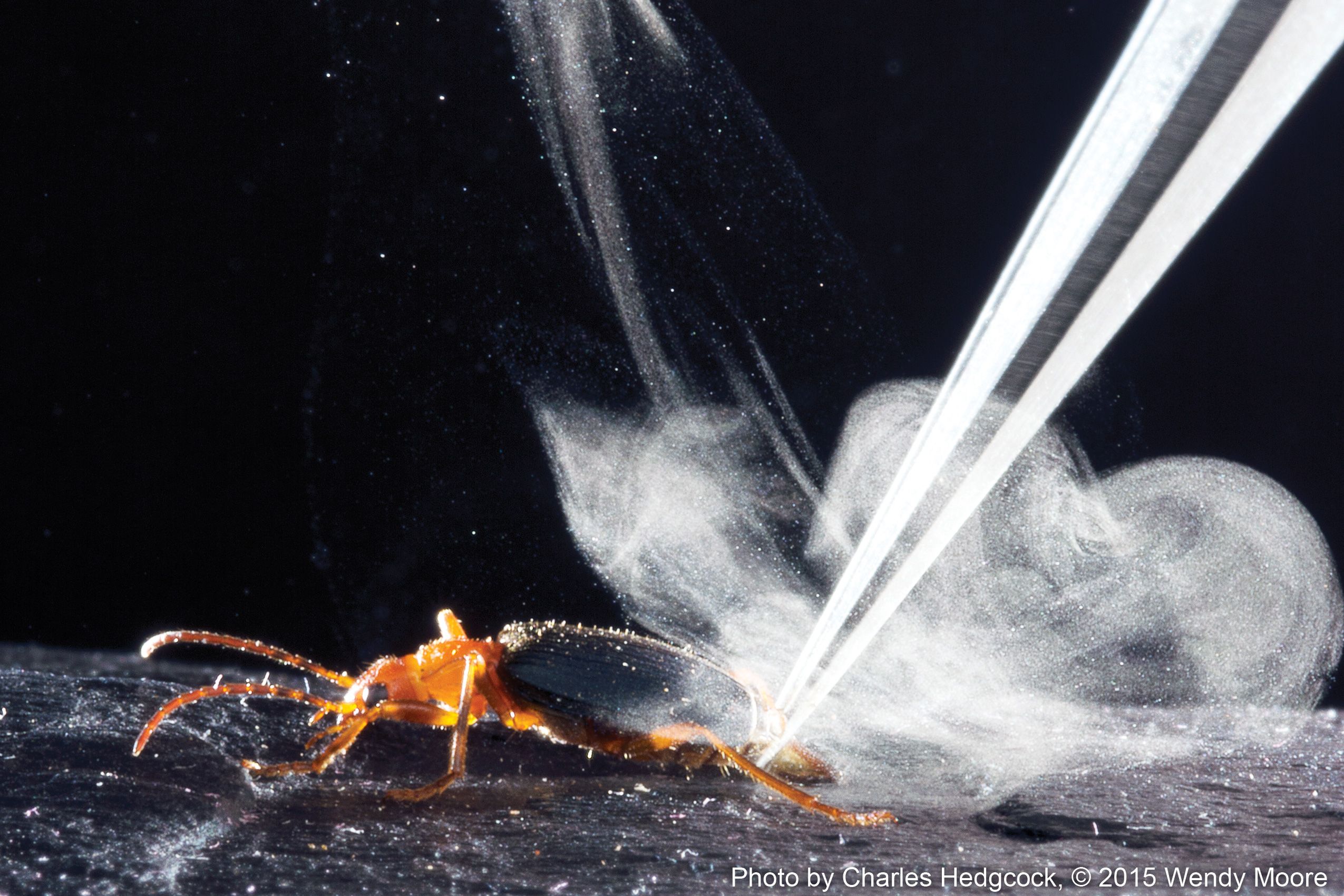 Bombardier Beetle Fires An Explosive Chemical From Its Rear