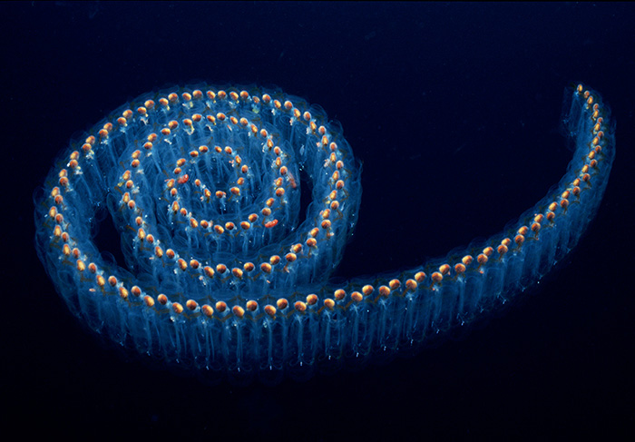A close up shot of blue salps in the deep sea