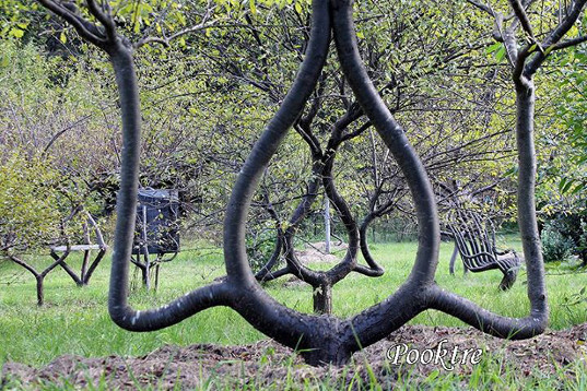 Branches of trees in different shapes like chairs, oval shape in the garden