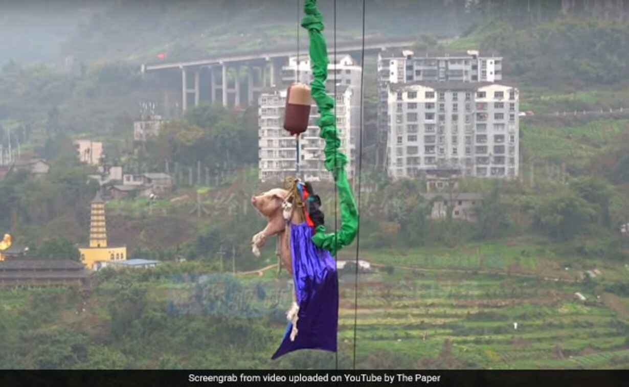 Pig forced to do a bungee jumping in China