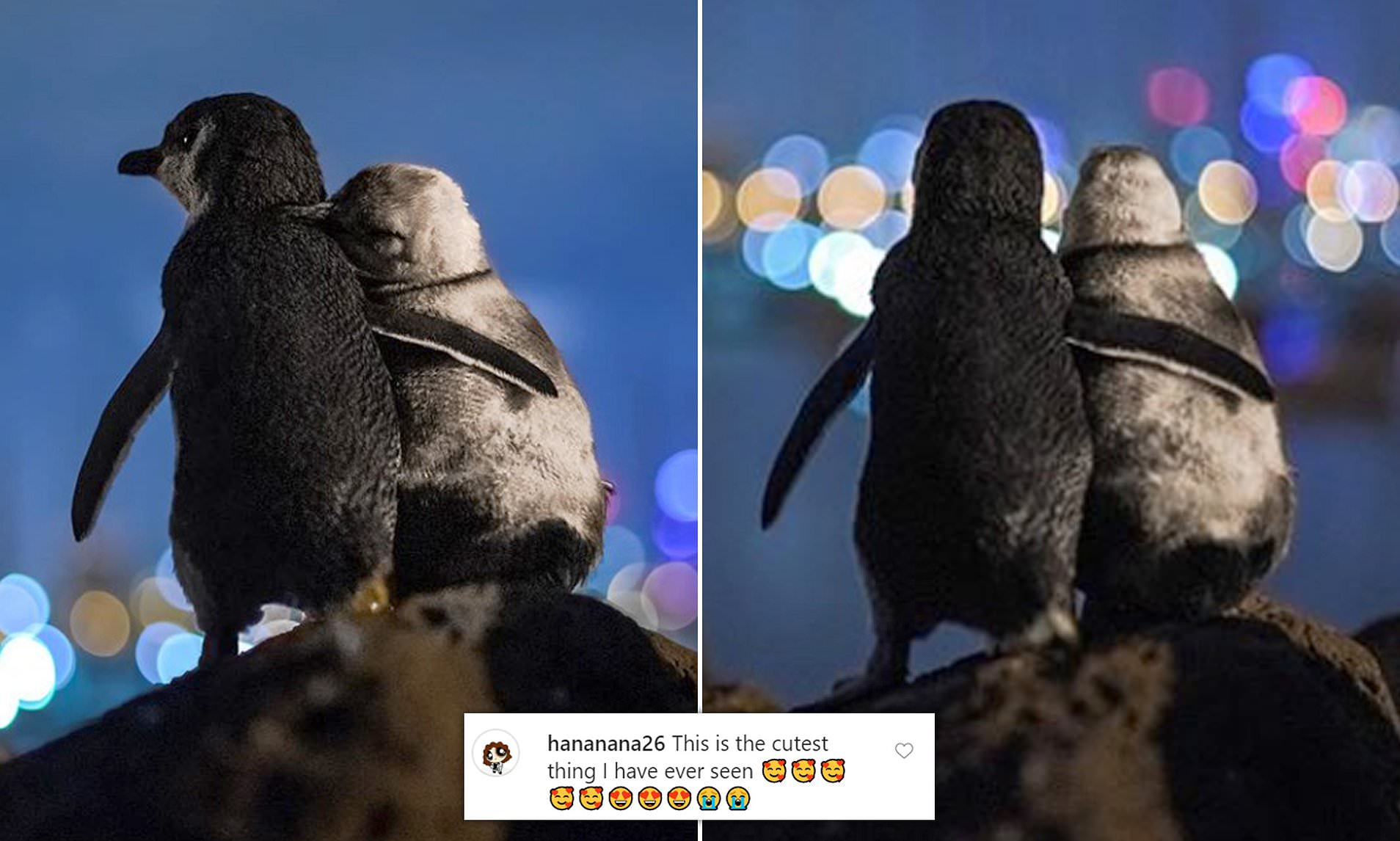 Two widowed penguins enjoying the Melbourne skylin and a user comment on the picture