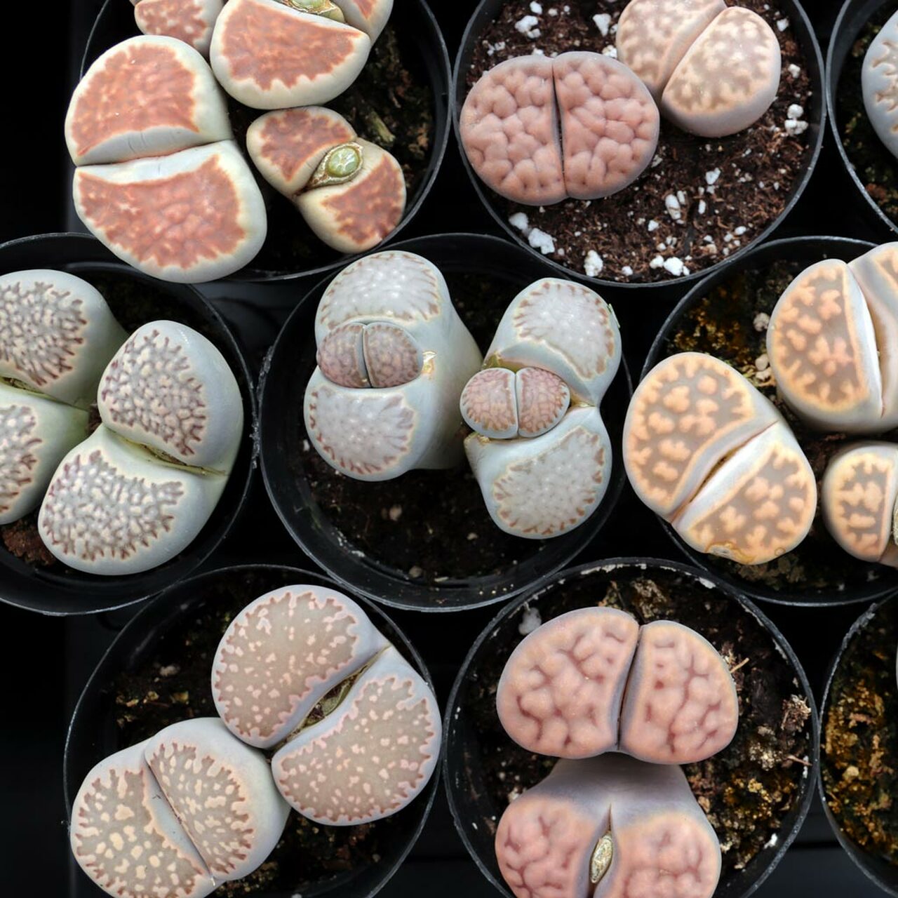 Lithops - South African Plants That Look Like Stones