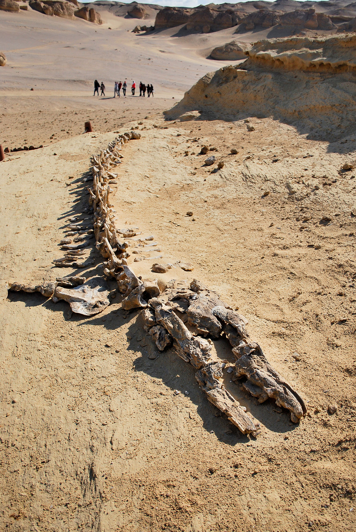 Giant whale skeleton lying on the sand