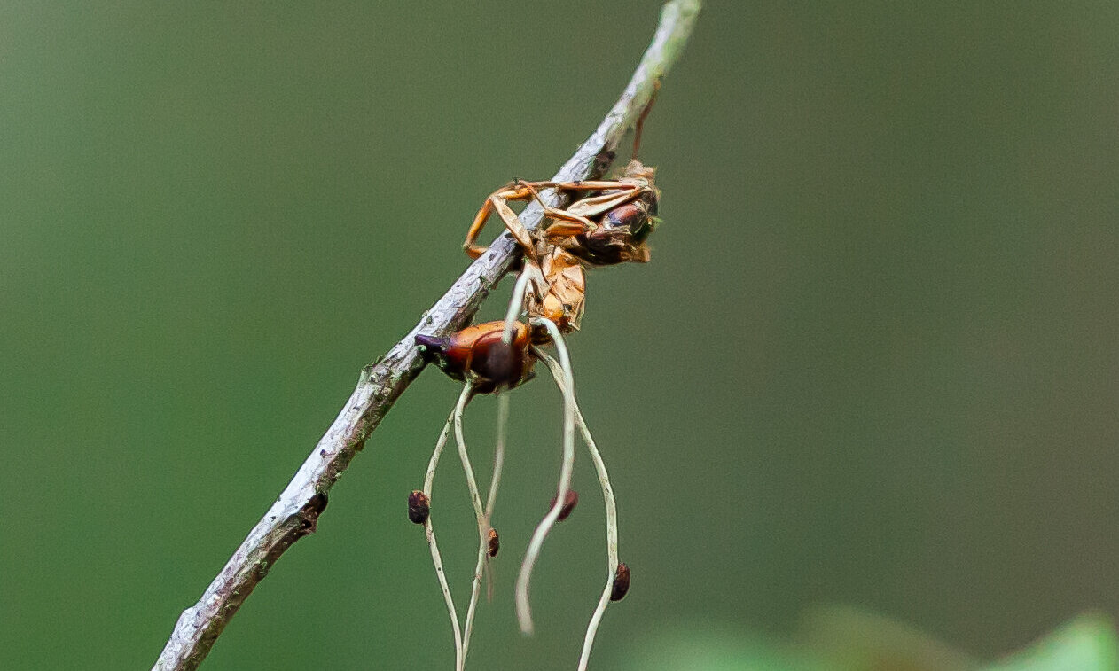 Zombie ant on a tree branch