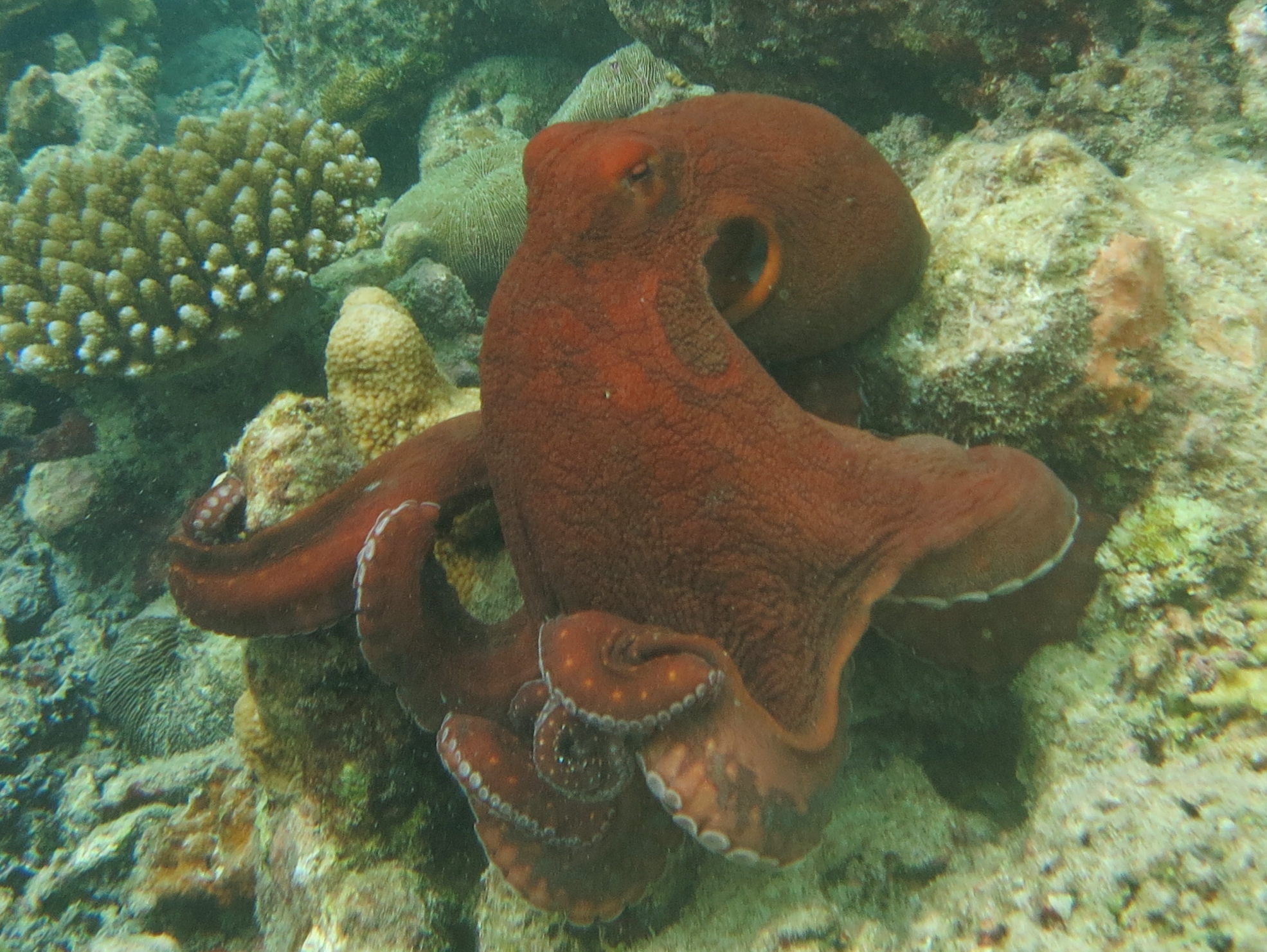 Day Octopus - The Octopus That Is Skilled At Disguise