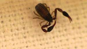 Black and brown colored mini Book Scorpion on a white tissue paper