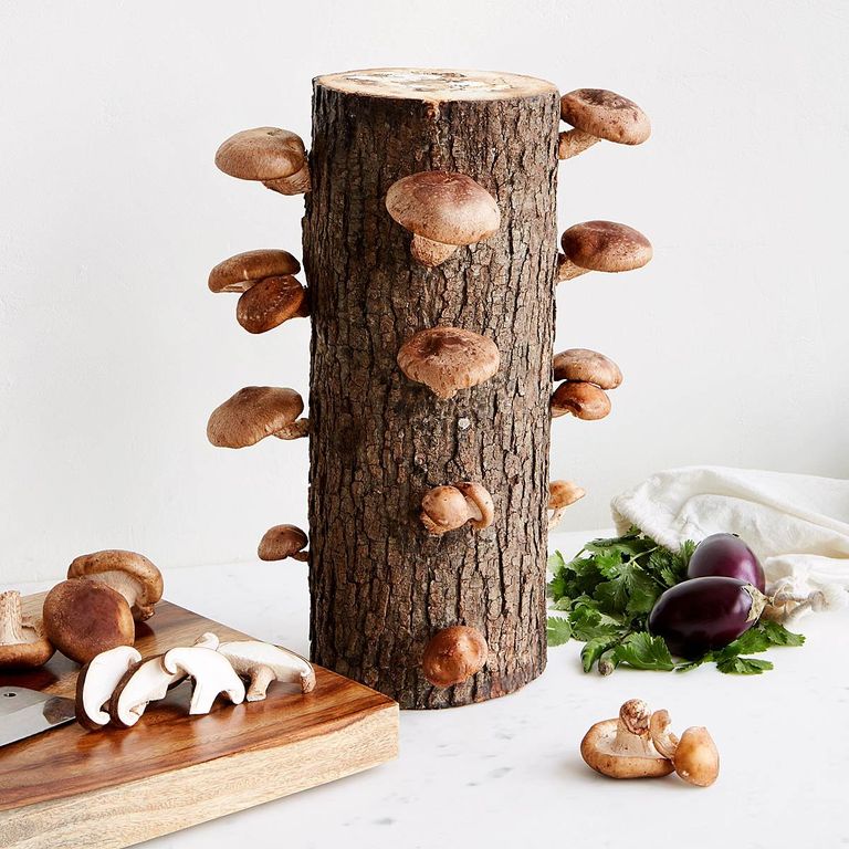 A log with mushrooms on it; some sliced and whole mushrooms on a wooden cutting board with a chopper; some parsley and brinjals along with white cloth and mushrooms on a white surface