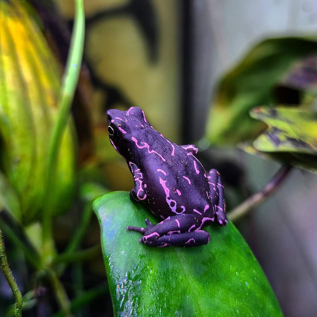 Purple Toad - The Most Bright-Colored Toad