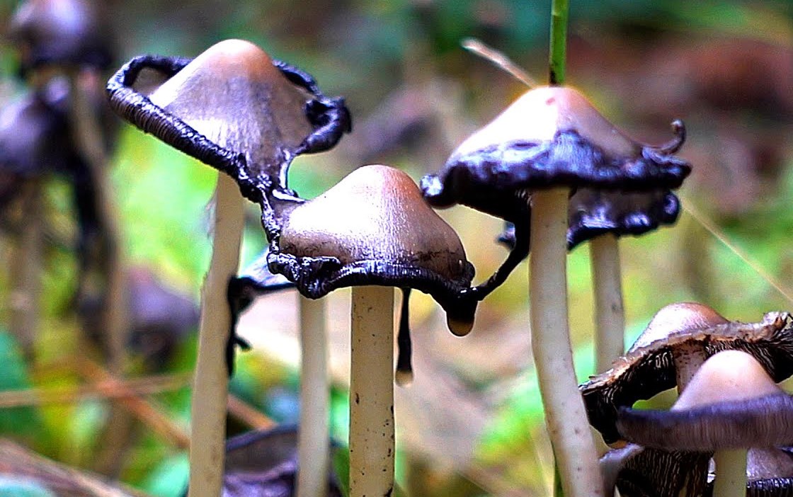 These Black Fluid Dripping, Creepy-Looking Inky Cap Mushrooms Are Edible