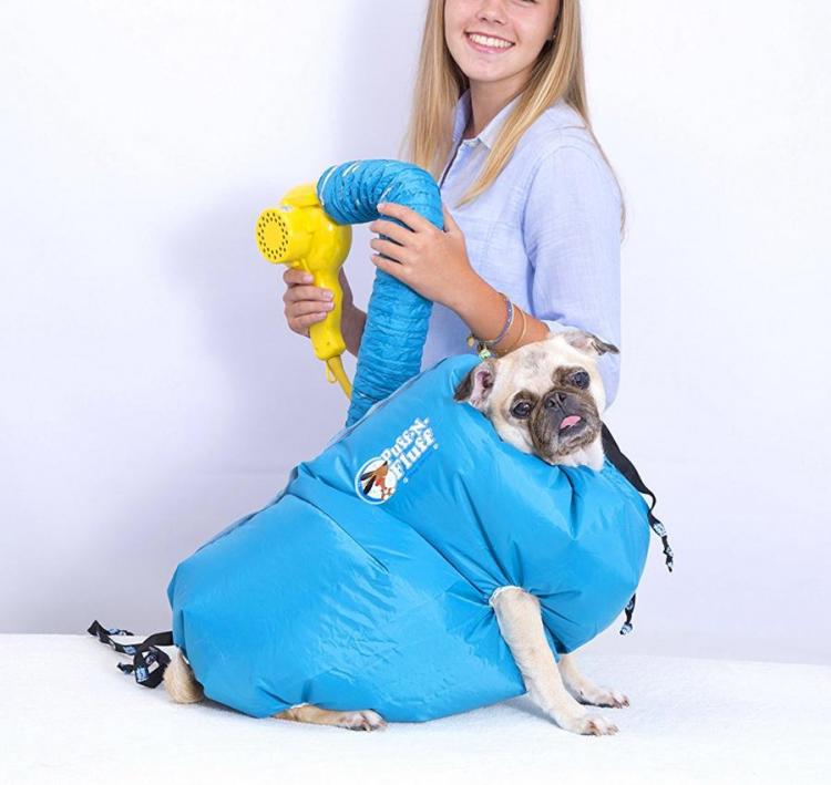 A white-skin bulldog covered in a light blue fluff and puff dryer; a girl wearing a light blue shirt holding the yellow dryer