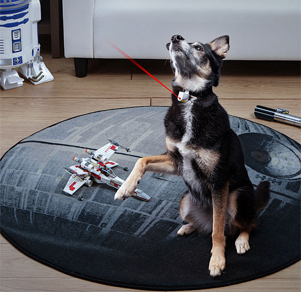 Black and white dog sitting on a star wars death star rug and wearing a laser collar