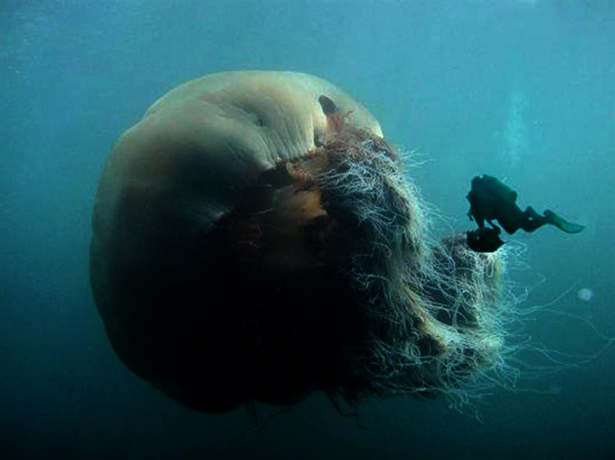 Lion's Mane Jellyfish - The Size Of This Jellyfish Is Huge