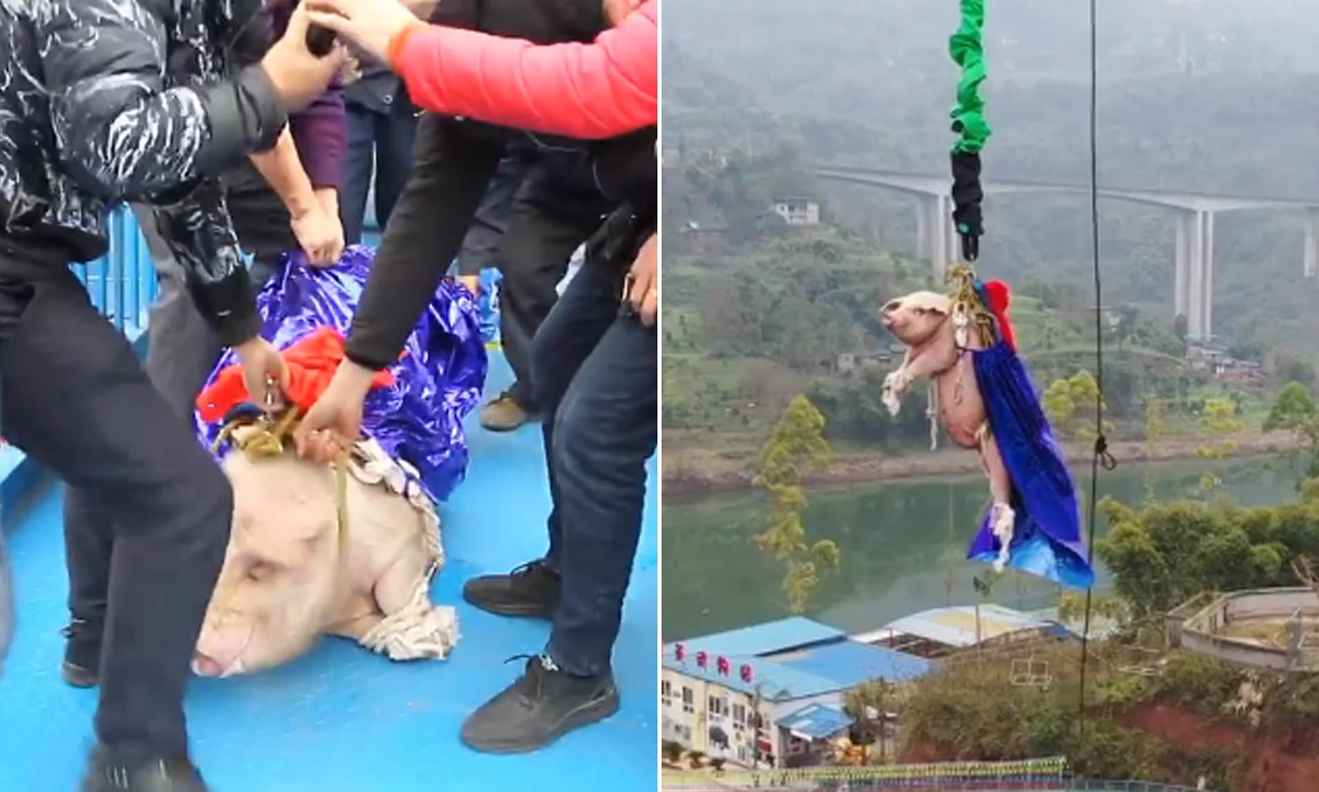 People forcefully pulling the pig; pig tied for bungee jumping in China