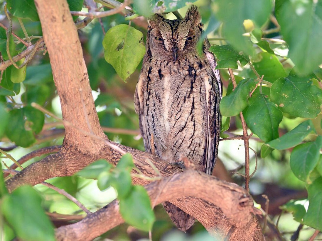 Brown eurasian scops owl sitting on a branch of a tree