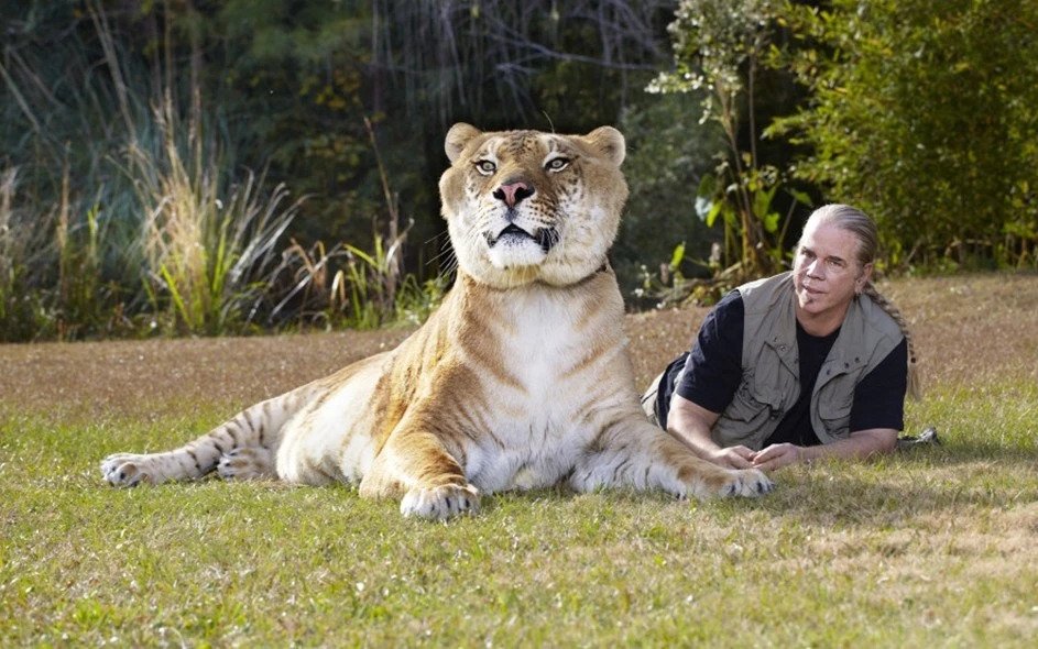 Hercules liger and a man lying on ground
