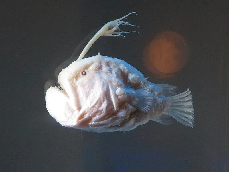 Atlantic Football Fish - Creepy Looking Deep Sea Anglerfish