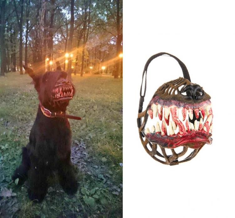 Black dog wearing a werewolf muzzle costume in the forest