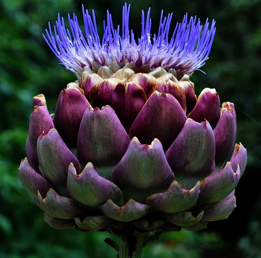 Artichoke Blooming Is A Whole New Experience For Flower Lovers