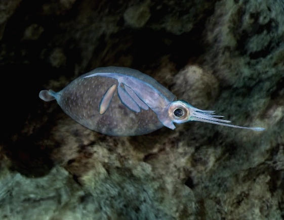 The Reason Behind The Transparency Of Transparent Cockatoo Squid Or Glass Squid