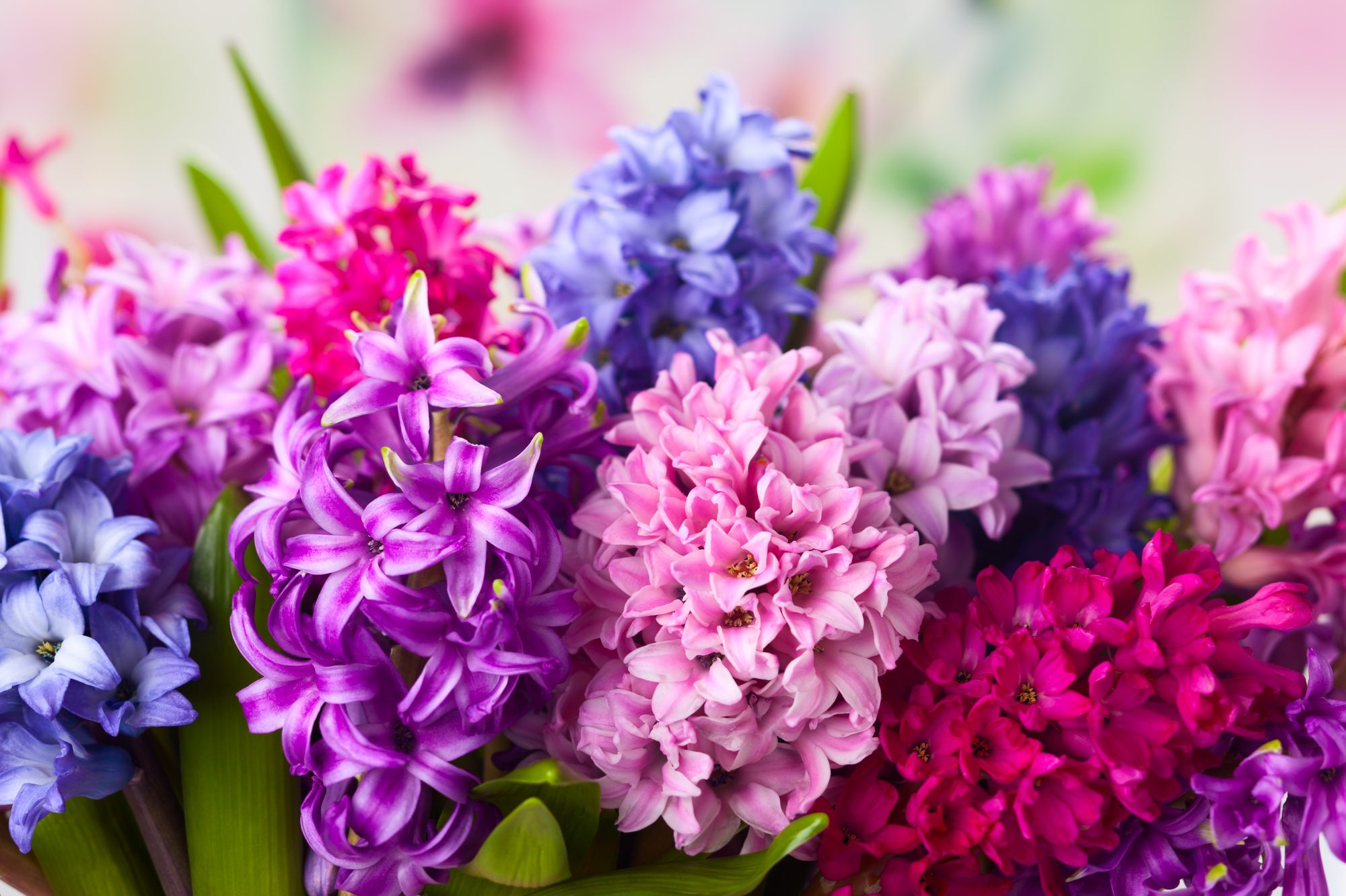 Why Are Hyacinths Referred As Nature's Perfume?