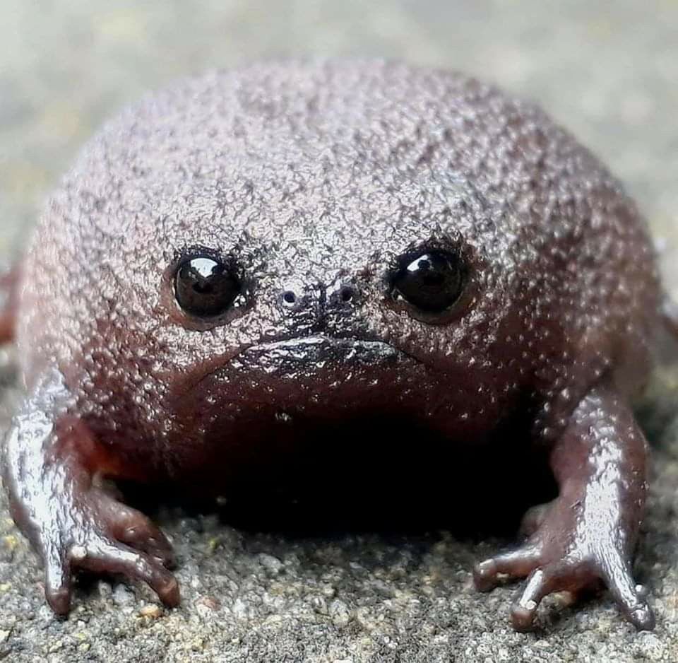 A close up shot of a black rain frog