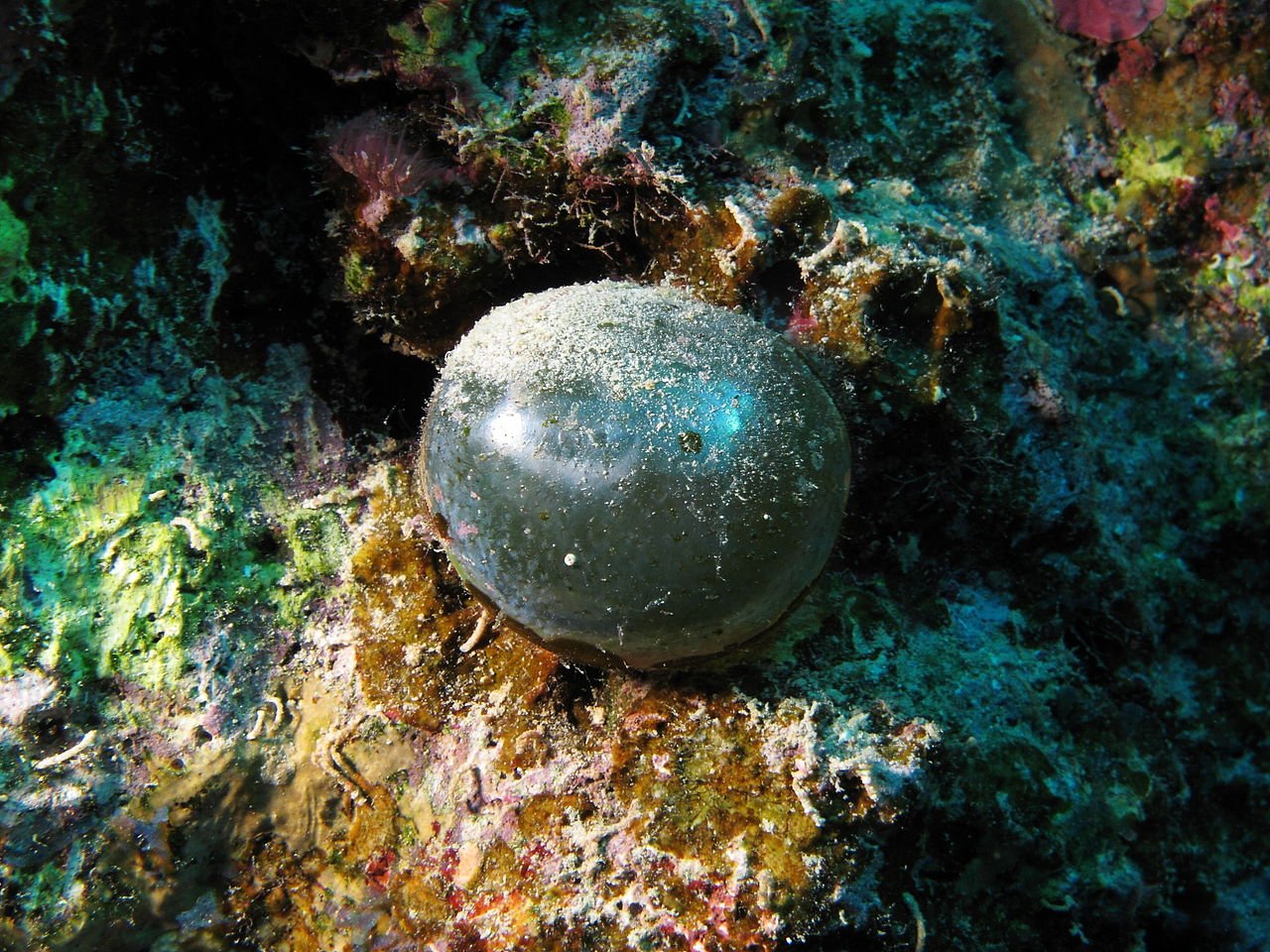 Valonia Ventricosa-One Of The Largest Single-Celled Living Organism On Earth