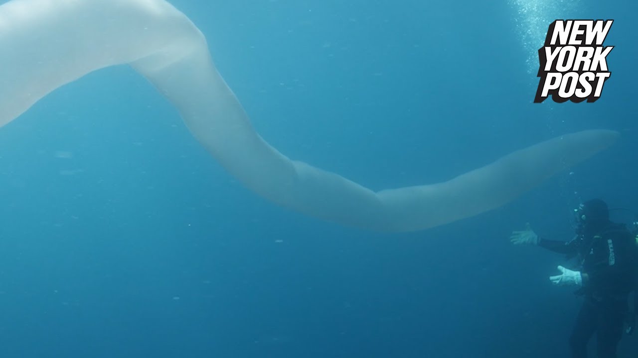 A shot of giant pyrosomal tube structure in the sea